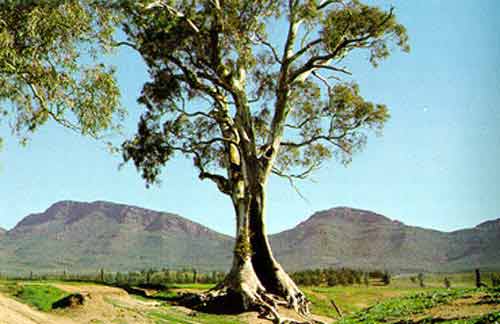 The Cazneux Tree, Flinders Ranges National Park